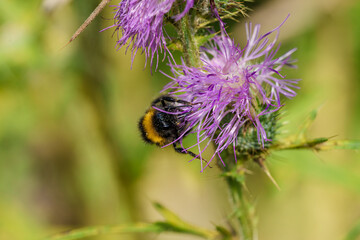 Wall Mural - This is a CloseUp of a Bumblebee Actively Pollinating a Vibrant Purple Flower During Its Lifecycle