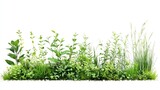 Green Grass and Plants on a White Background