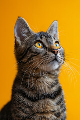 Poster - A tabby cat with yellow eyes looking up at the sky