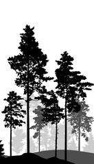 Wall Mural - Coniferous forest, silhouette of pine trees and spruces, beautiful landscape. Vector illustration