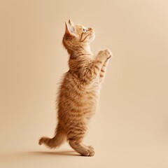 Wall Mural - Medium shot of A cute kitten standing on its hind legs, with paws raised, with soft 