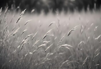 A black and white photograph of tall grasses blowing in the wind, representing a natural scene with a sense of peace and tranquility.