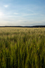 Wall Mural - long wheat sprouts during the summer sunset