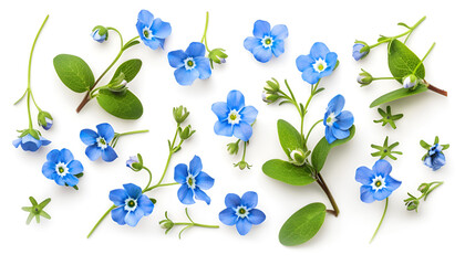 Wall Mural - forget-me-not flowers isolated on white background. Top view. Flat lay