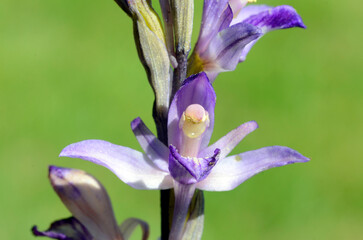 Canvas Print - Violet flowers of the wild violet limodore orchid (Limodorum abortivum)