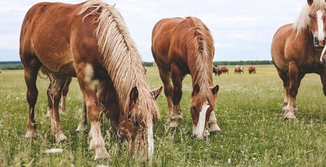 A heavy draft horse, horses with foals grazing in a meadow. A beautiful animal in the field in summer. A herd of horses in nature. Banner.