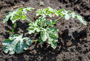 Sticker - Watermelon plants in the ground in the garden