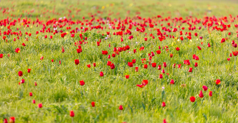 Sticker - Field with red tulips in the steppe in spring as a background