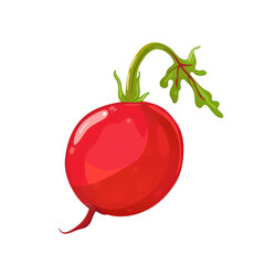 Wall Mural - Vibrant Red Radish on Isolated Transparent Background