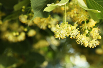 Wall Mural - Beautiful linden tree with blossoms and green leaves outdoors, closeup. Space for text