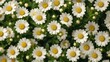 © MakoPoko - Erigeron karvinskianus pattern, showcasing the delicate beauty of these flowers in a repeating design.