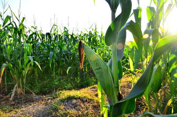 Corn Growth is a picture showing a corn field which is an agricultural product. There are corn plants and corn cobs with sun light.