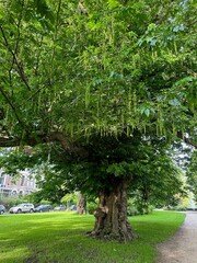 Sticker - Beautiful view of park with pathway and trees outdoors