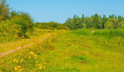 Wall Mural - Wild flowers in scenic nature in sunlight in summer, Almere, Flevoland, The Netherlands, August 2, 2024