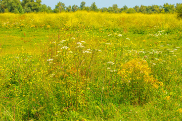 Wall Mural - Wild flowers in scenic nature in sunlight in summer, Almere, Flevoland, The Netherlands, August 2, 2024