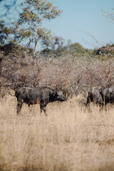 Wall Mural - Vertical shot of a small herd of African buffaloes grazing in the Savannah on a sunny day in Namibia