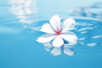 Poster - Plumeria flower floating outdoors nature petal.