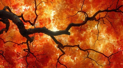 Poster - Autumn Canopy