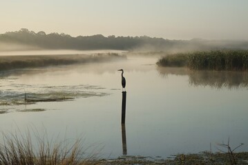 Wall Mural - Misty Morning Magic Great Blue Heron Sweetwater Wetlands Gainesville FFlorida