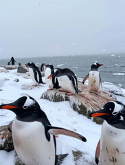 Poster - A group of penguins are standing on a rock in the snow