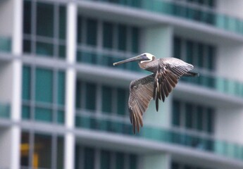 Poster - pelican in flight