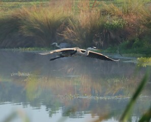 Wall Mural - Misty Morning Magic Great Blue Heron Sweetwater Wetlands Gainesville Florida