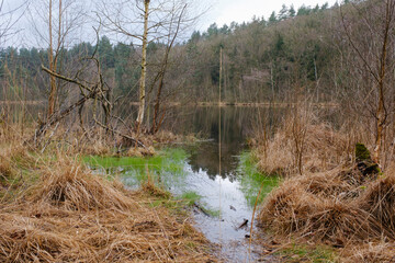 Wall Mural - Landschaft am Wienpietschsee, Kesselmoor, Müritz Nationalpark, Mecklenburgische Seenplatte, Mecklenburg, Mecklenburg-Vorpommern, Deutschland, Europa