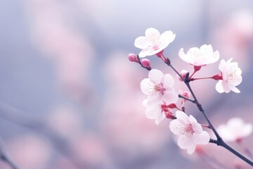 Wall Mural - Sakura flower outdoors blossom nature.