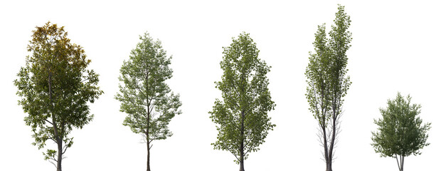 Wall Mural - tilia cordata, populus tomentosa, fraxinus ornus, betula papyrifera set street summer trees medium s