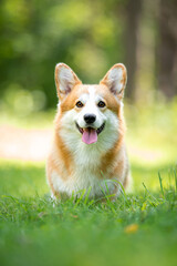 Beautiful purebred Pembroke Welsh Corgi dog posing outdoor, blurred and calm green background, summer colors. Close up pet portrait in high quality.