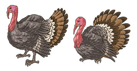 Sticker - Turkey bird colorful set stickers