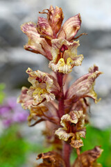 Wall Mural - Slender broomrape // Blutrote Sommerwurz (Orobanche gracilis) - Lovcen National Park, Montenegro