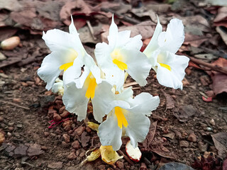 Wild Ground Flower Curcuma Candida is a vegetable plant with white flowers and yellow stamens growing on the ground. It usually grows in the lower part of Myanmar. It usually grows in autumn.