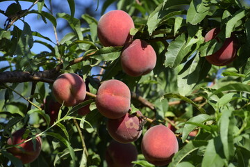 Wall Mural - Bright red peach fruits on branches of the tree.