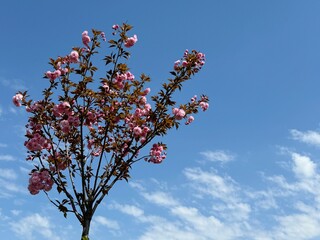 Wall Mural - Spring Sakura tree pink blossom against sky clouds 