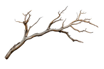 a dry tree branch with intricate shapes and textures is isolated against a white background, showcas