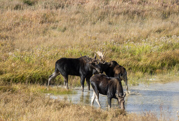 Sticker - Bull and Cow Moose Rutting in Wyoming in Autumn