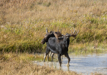 Sticker - Bull and Cow Moose Rutting in Wyoming in Autumn