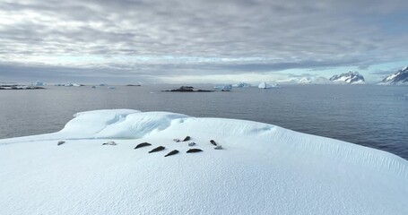 Wall Mural - Wild animals in Antarctica. Seals sleeping on ice floe, aerial drone shot. Leopard seal colony lying on floating iceberg in polar ocean. Explore South Pole wildlife. Beauty of wild untouched nature.