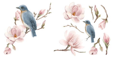 blue bird on a branch with light pink magnolia flowers. composition with isolates. floral watercolor