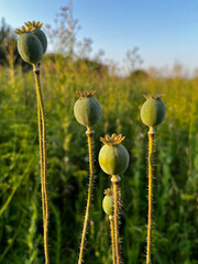 Canvas Print - A field of poppy flowers with a blue sky in the background. The flowers are green and yellow