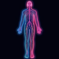 neon outline of a nervous system on a dark background, vector illustration, full body human silhouet