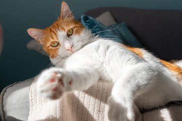 Poster - brown and white cat with yellow eyes lying on a sofa