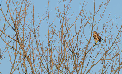 red-tailed hawk perched in a bare tree.