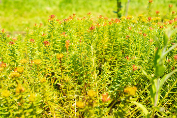 Canvas Print - Rhodiola Crassipes plant in Saint Gallen in Switzerland