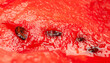 © Alex Puhovoy - Watermelon flesh. Texture of ripe watermelon pulp close-up