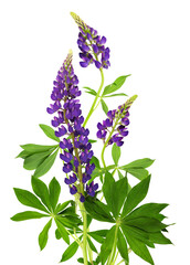 Wall Mural - lupinus polyphyllus purple flowers and green leaves in a floral summer arrangement isolated on white