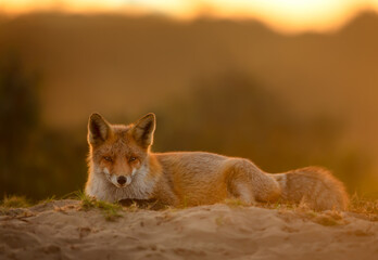 Wall Mural - Portrait of a cute red fox cub lying in sand at sunset