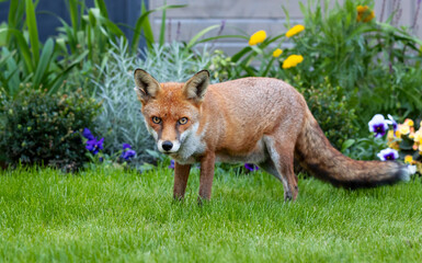 Wall Mural - Portrait of a red fox standing on green grass in a garden