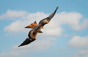 Wall Mural - portrait of a red kite in flight against blue sky
